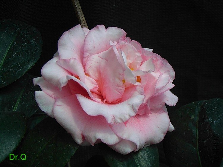 0223-6.JPG