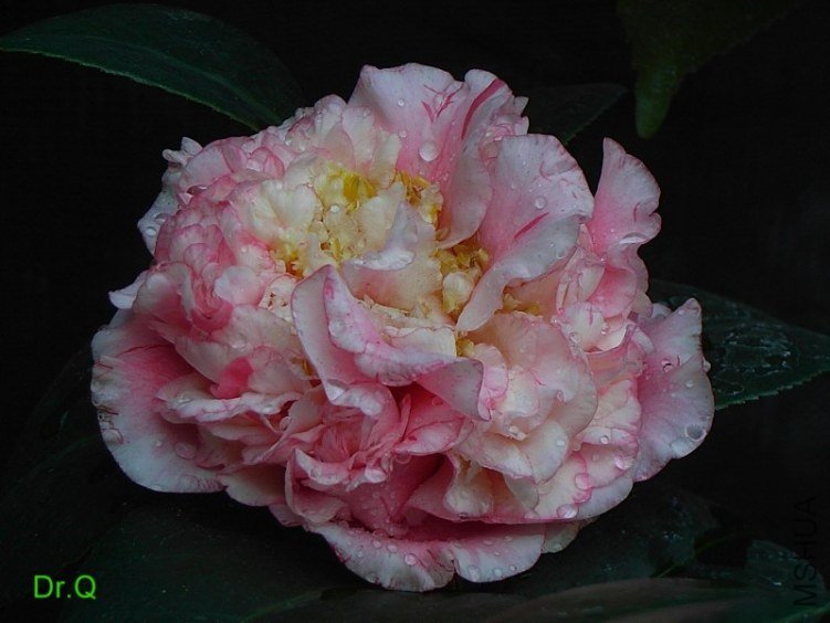 0223-a.JPG