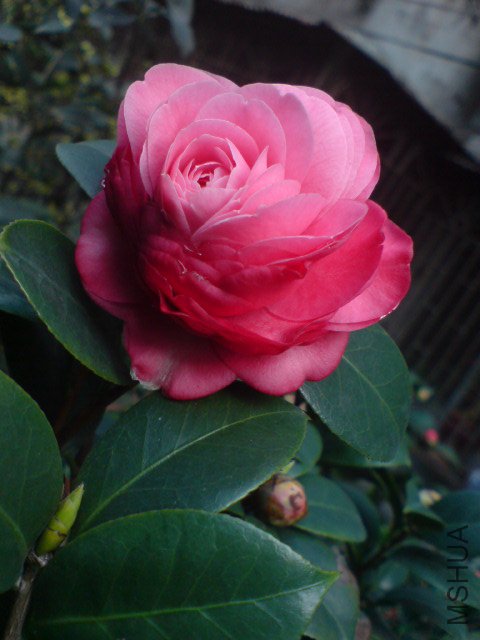 DSC06467.JPG