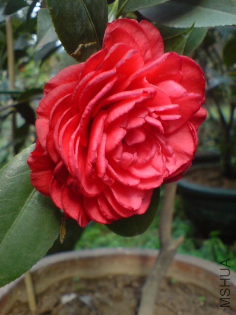 DSC06468.JPG