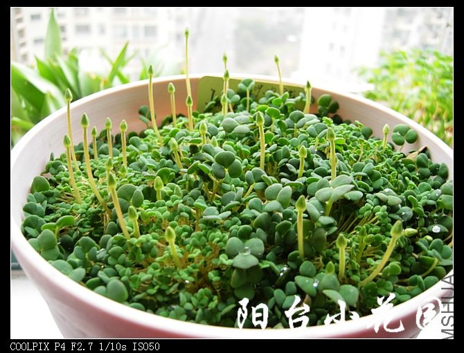 DSCN9764.jpg