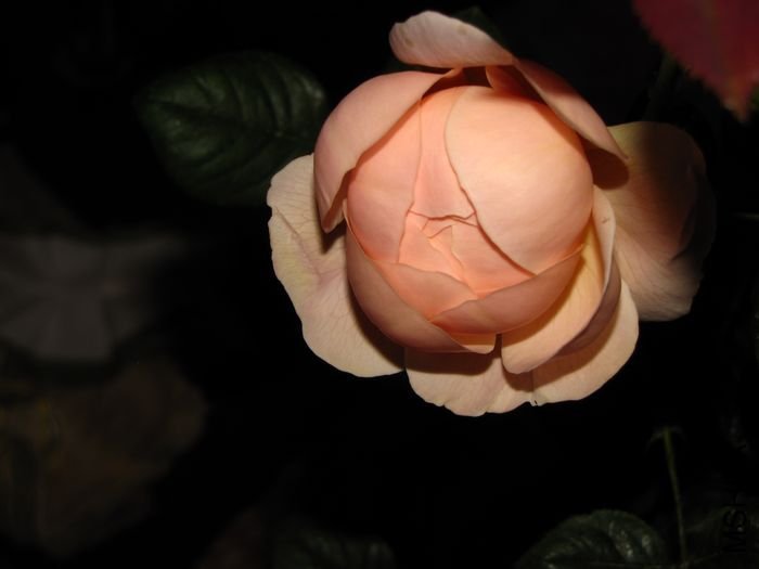 ��������2 of qlj.jpg