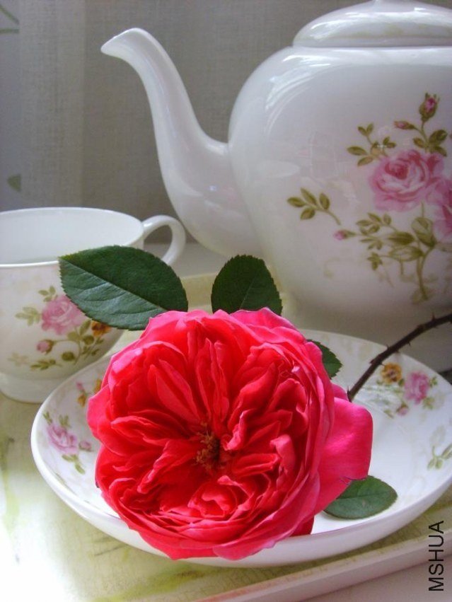 ������•�����1 of feilanduo .jpg