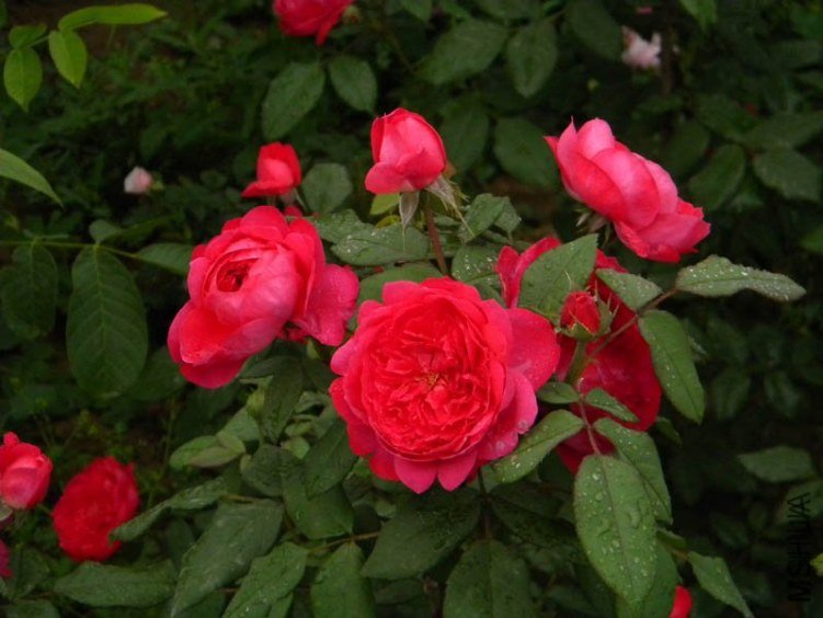 ������•�����2 of boy8300  .jpg