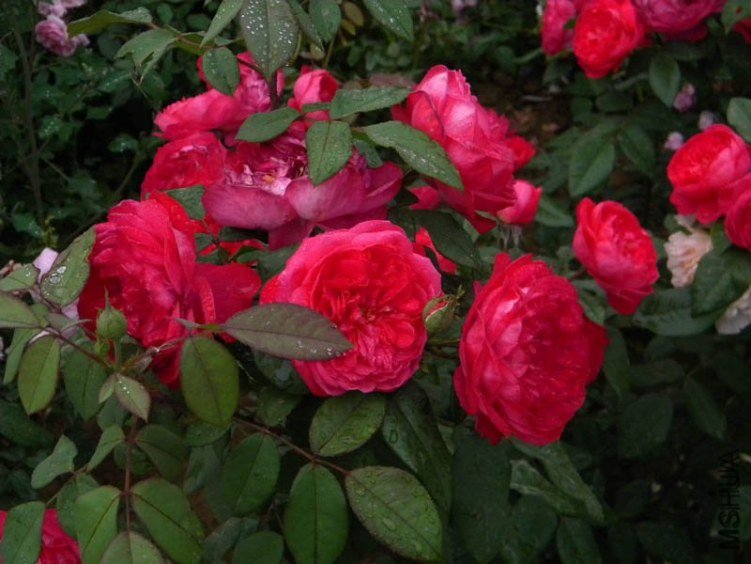 ������•�����3 of boy8300  .jpg