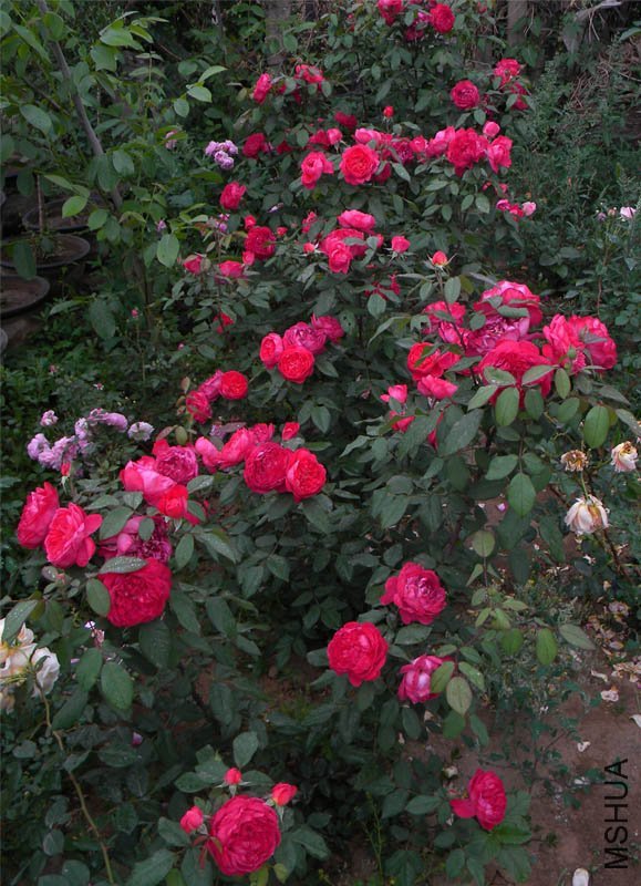 ������•�����4 of boy8300  .jpg