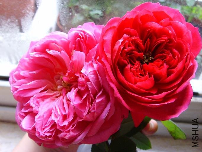 ������•������»��;ɻ��ĶԱ��� of feilanduo .jpg