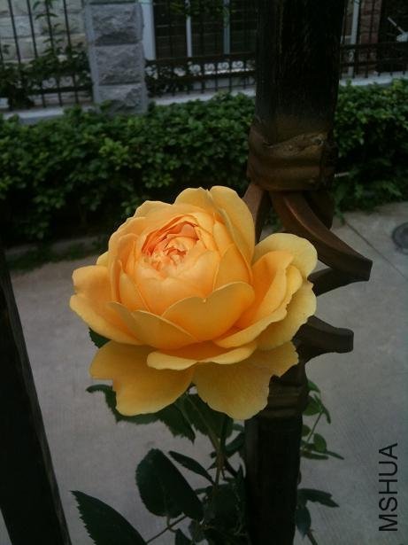 �ƽ����1 of a-pa .jpg