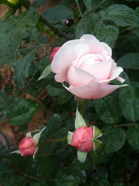 �ܷ��ܶ���1 of a-pa.jpg