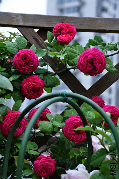 ����1 Yifei1406.jpg