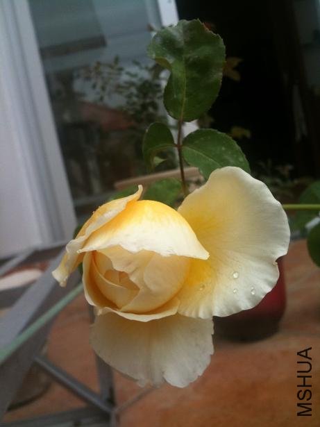 ������1 of a-pa.jpg