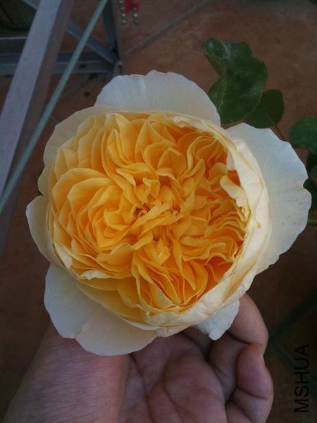 ������2 of a-pa.jpg