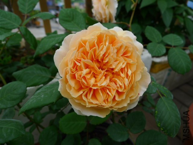 �����������1 of ZYLZXX008 .jpg