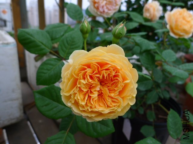 �����������5 of ZYLZXX008 .jpg