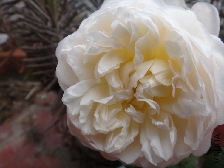 ����ķ˹�Ǳ�1 fjj880314 .jpg