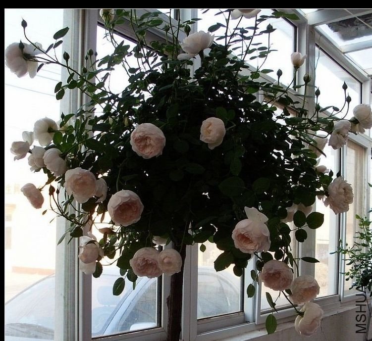 ����ķ˹�Ǳ������£�of xie61681926 .jpg