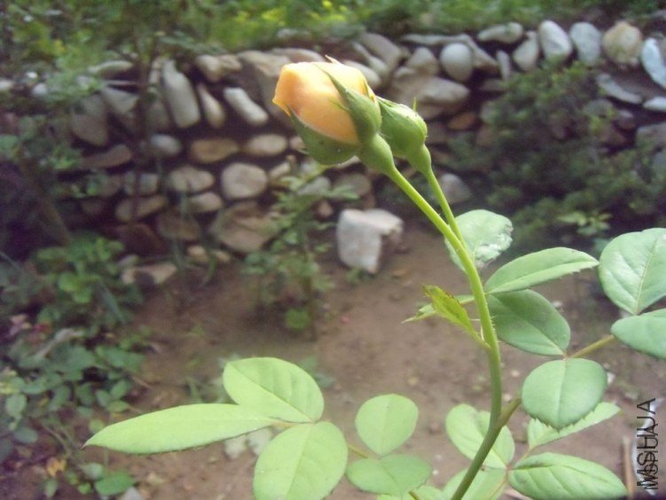 ����������˹1 of YESLENG .jpg