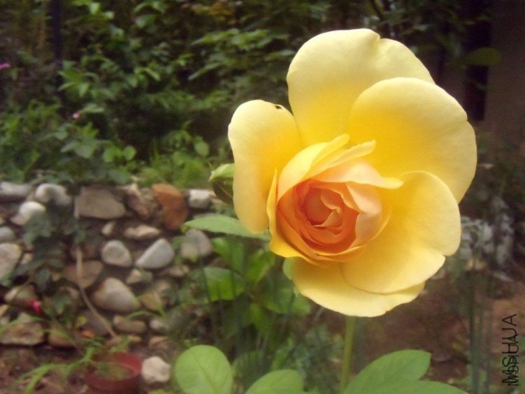 ����������˹2 of YESLENG .jpg