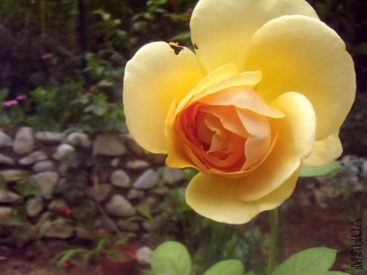 ����������˹3 of YESLENG .jpg