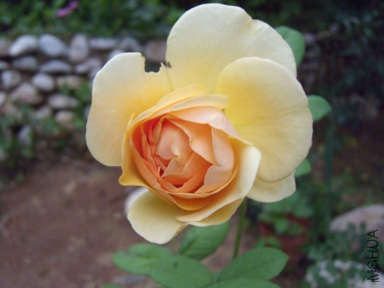 ����������˹4 of YESLENG .jpg