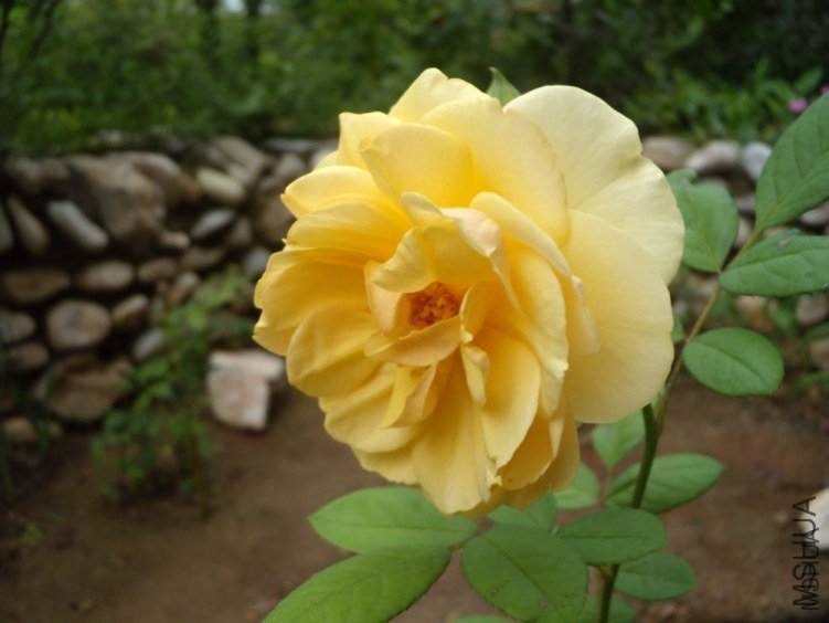 ����������˹5 of YESLENG .jpg