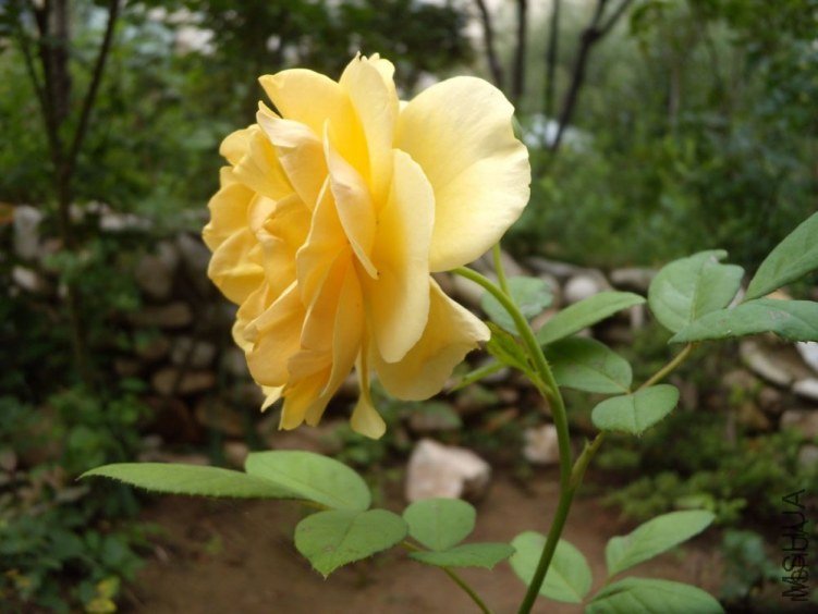 ����������˹6 of YESLENG .jpg