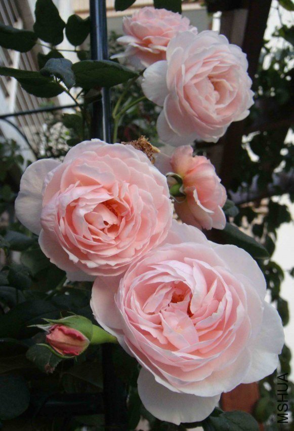 �Ų�1 of xi_xi .jpg