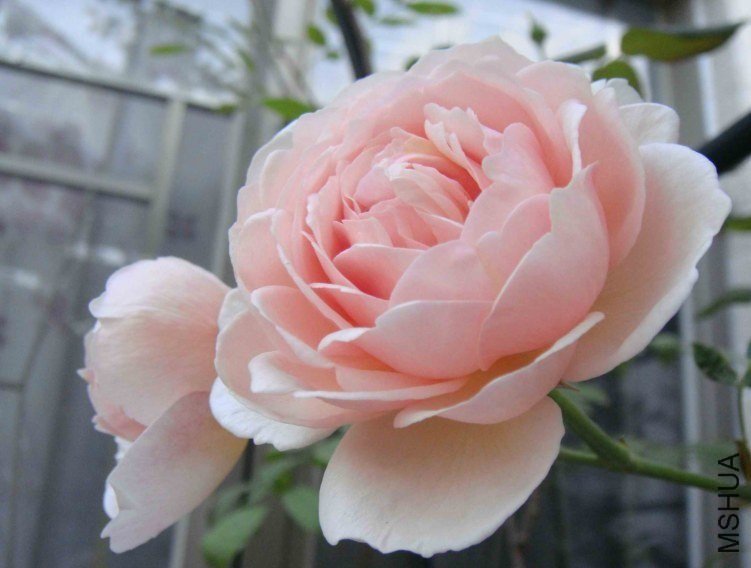 �Ų�2 of xi_xi .jpg