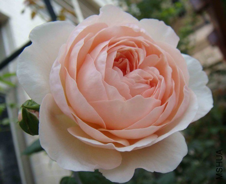 �Ų�3 of xi_xi .jpg