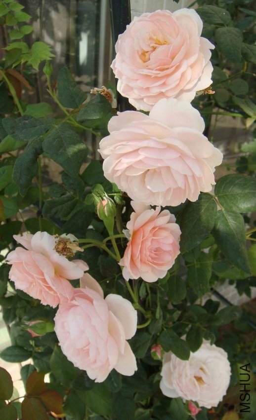 �Ų�4 of xi_xi .jpg