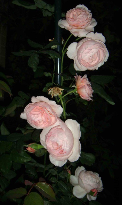 �Ų�5 of xi_xi .jpg