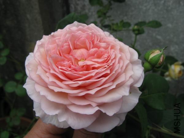 ղķ˹����1 of ҹ����79  .jpg