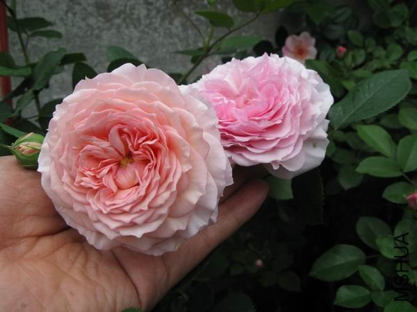 ղķ˹����3 of ҹ����79  .jpg