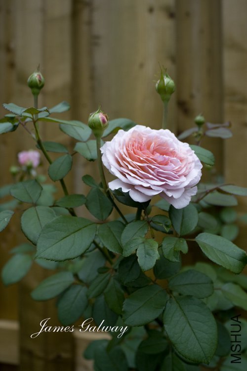 ղķ˹����2������) of mr24 .jpg