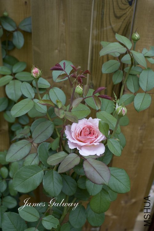 ղķ˹����������) of mr24 .jpg