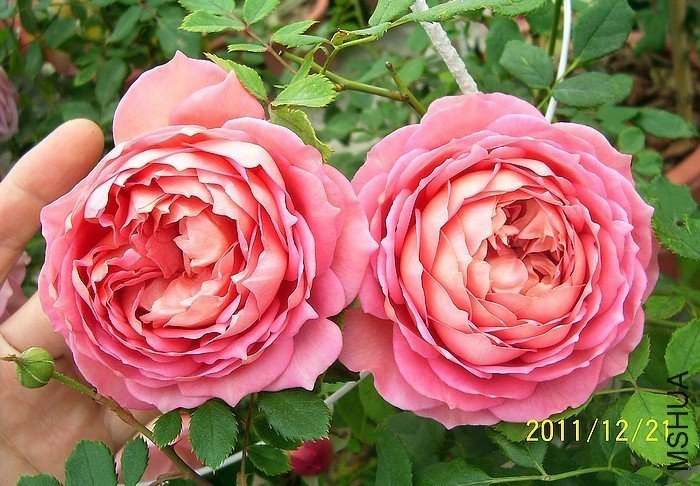 �������2 of zjaabing .jpg