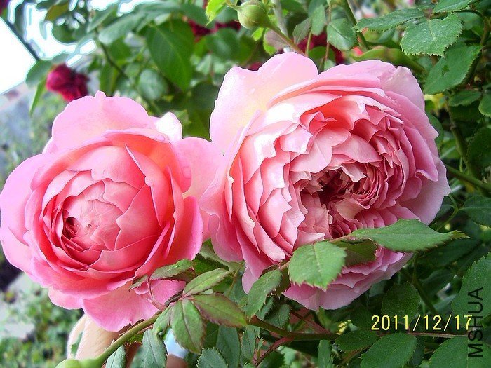 �������6 of zjaabing .jpg