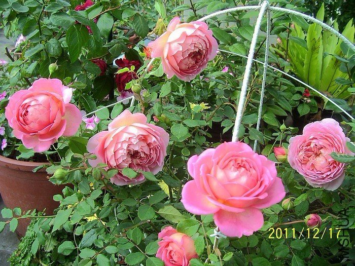 �������7 of zjaabing .jpg