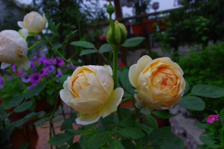 �������õ�2 of ��������  .jpg