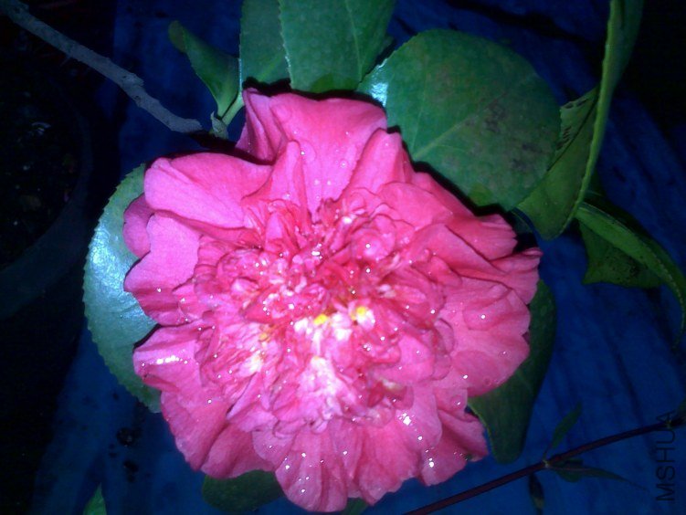 20110416500.jpg