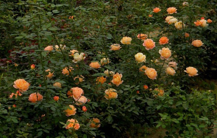 ������Ů��1 of boy8300.JPG