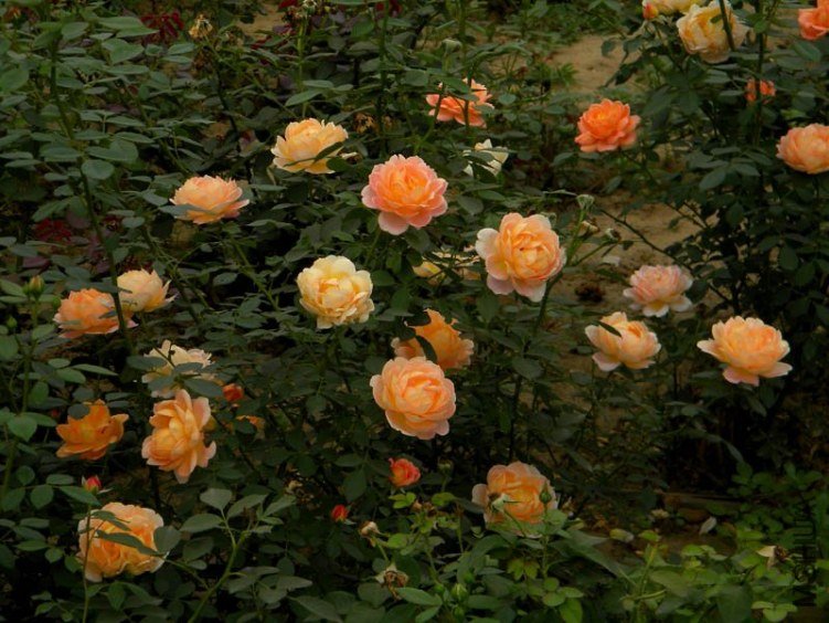 ������Ů��2 of boy8300.JPG