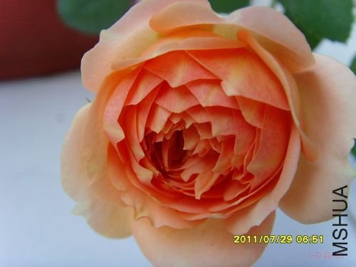 ������Ů��4 of С��ݮ008 .JPG