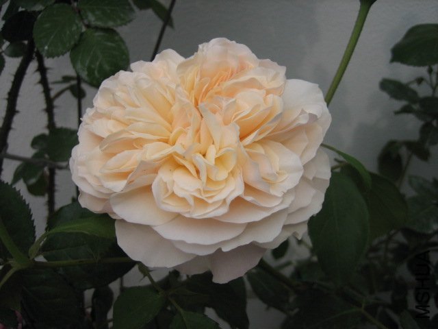 ����ƶ�����ʹ1 of lbc0572 .jpg