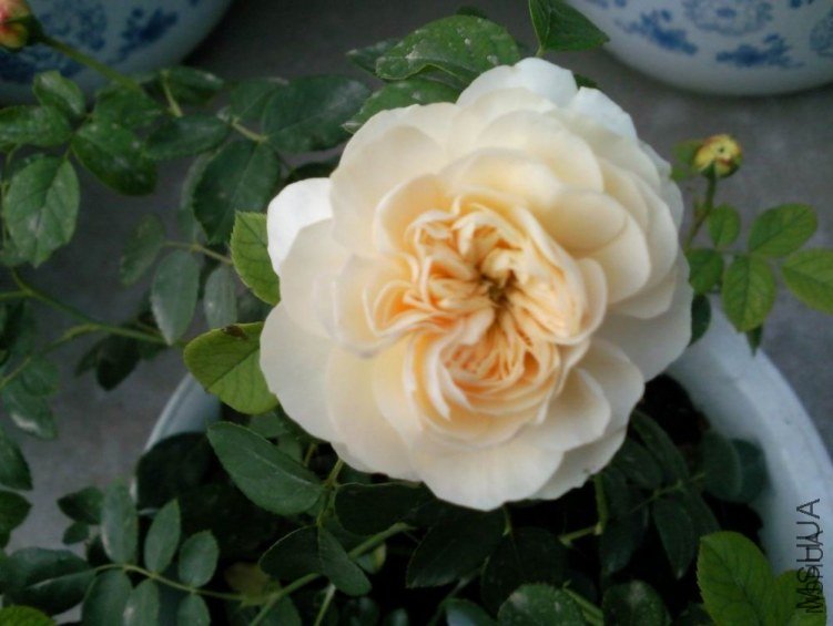 ����ƶ�����ʹ of ��������.jpg