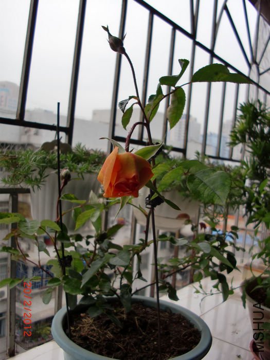 ���ذ�˹͡1 of ���ƴ���.jpg