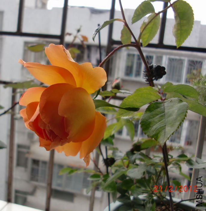 ���ذ�˹͡2 of ���ƴ���.jpg