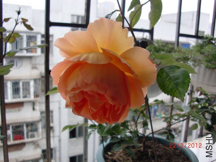 ���ذ�˹͡4 of ���ƴ���.jpg