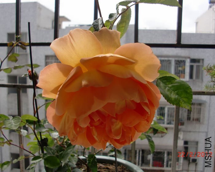 ���ذ�˹͡5 of ���ƴ���.jpg