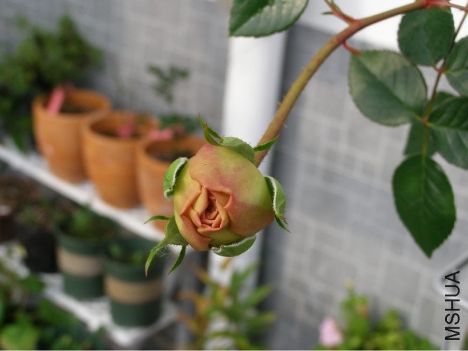 �ǲ��������3 of �ǹ��� .jpg